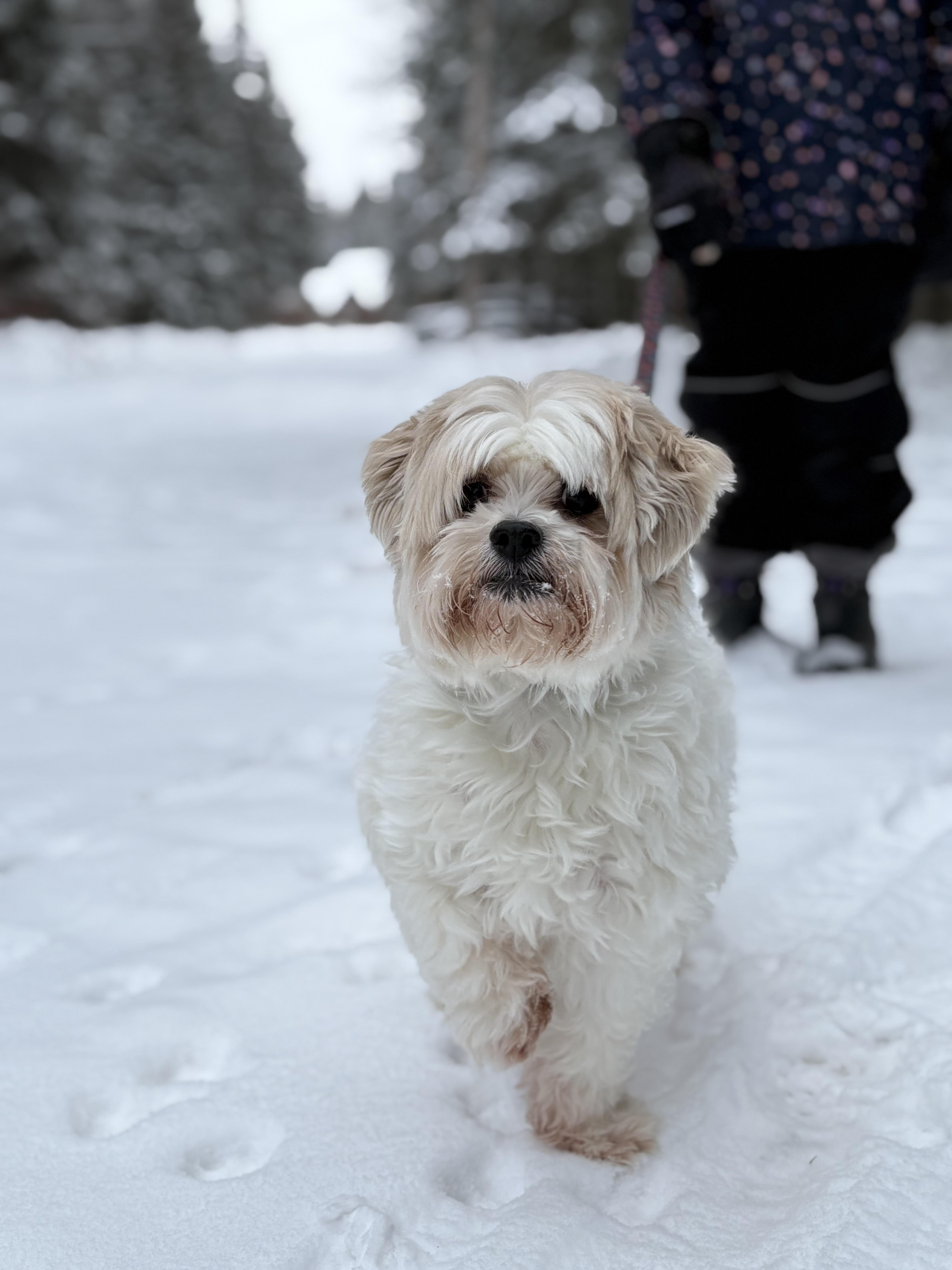 Enlarge Archie, an adopted mixed breed in Saskatoon, SK image 2/6