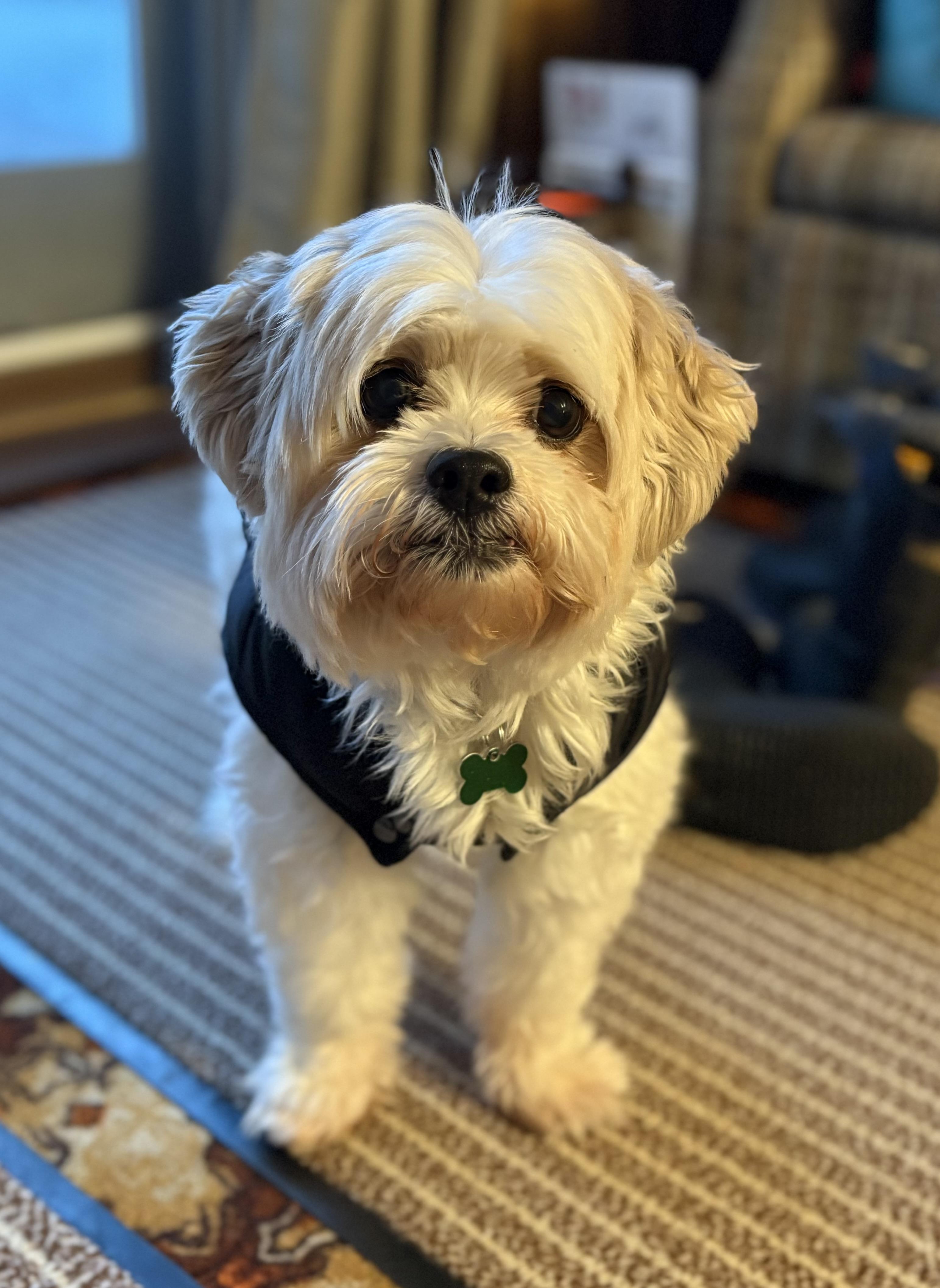 Archie, adopted, Senior Male Shih Tzu & Jack Russell Terrier.