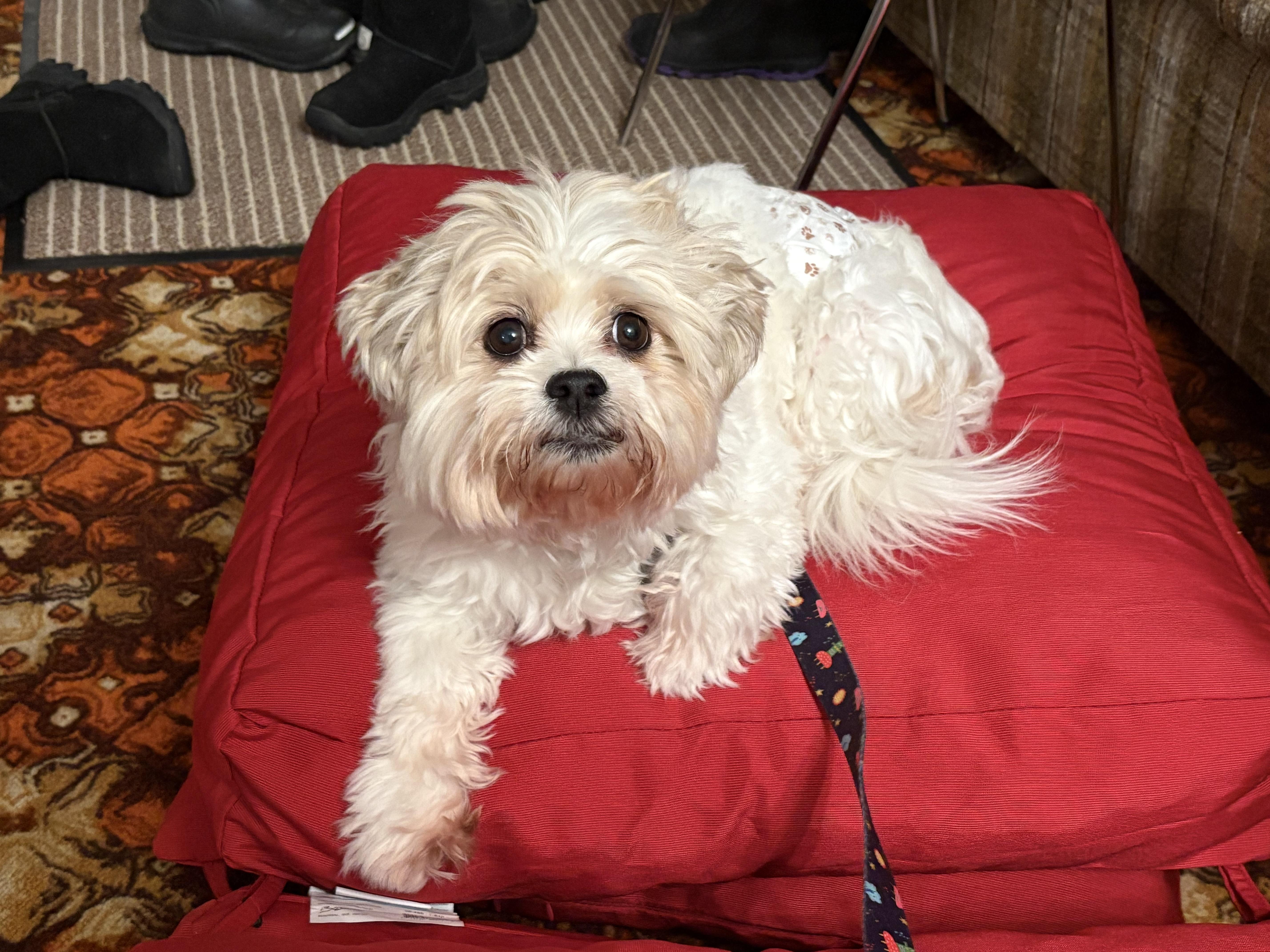 Enlarge Archie, an adopted mixed breed in Saskatoon, SK image 3/6