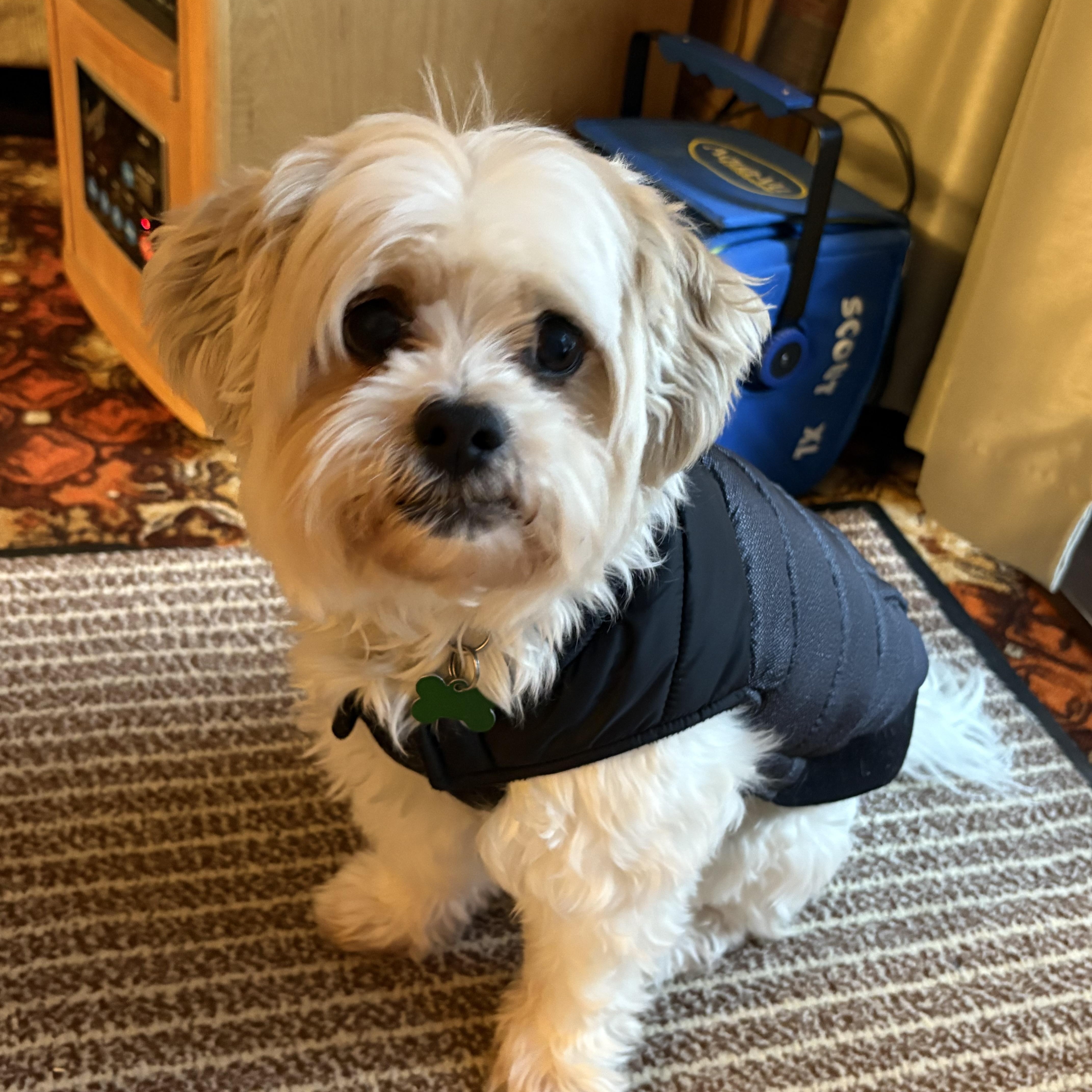 Enlarge Archie, an adopted mixed breed in Saskatoon, SK image 5/6