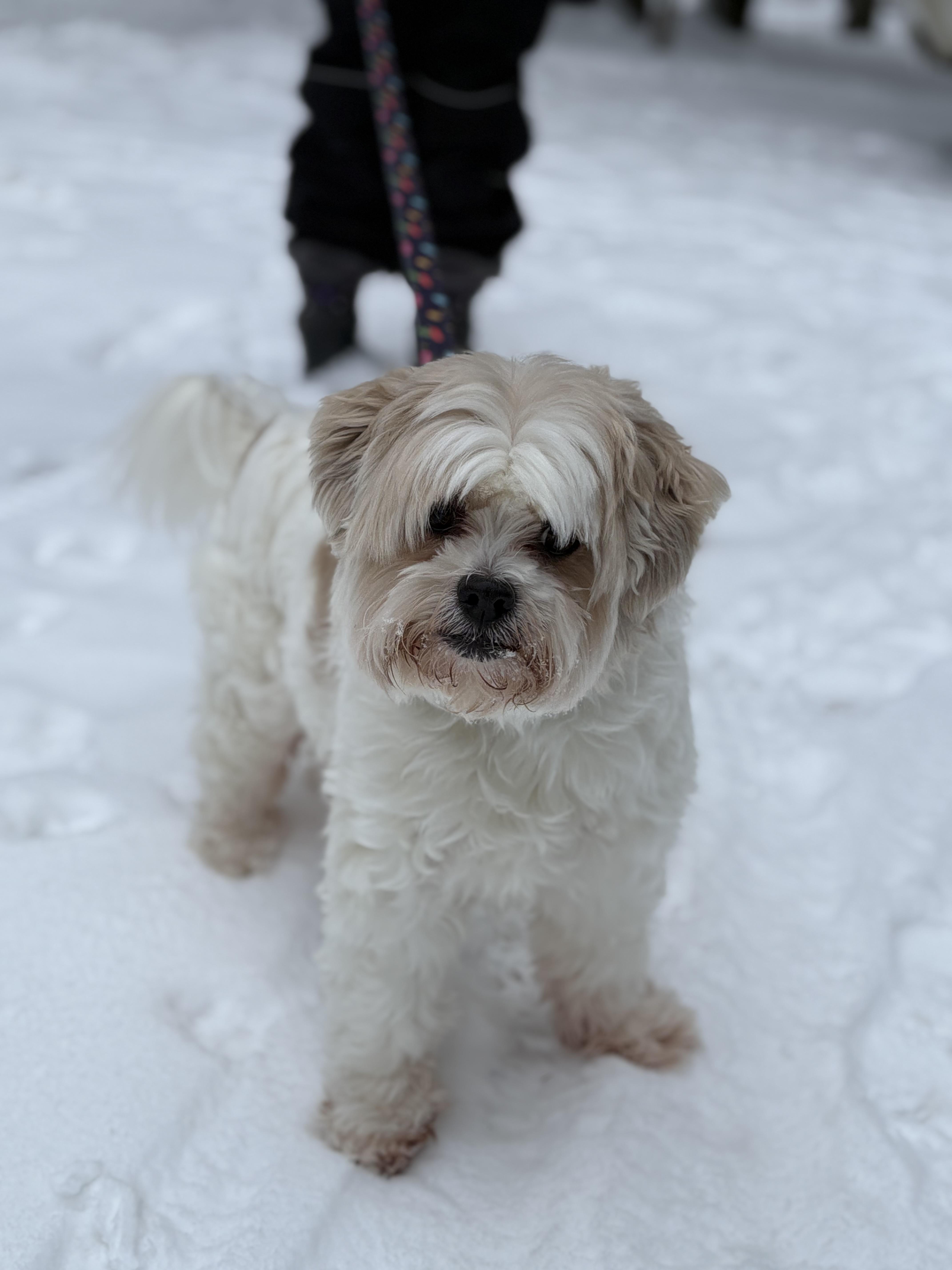 Enlarge Archie, an adopted mixed breed in Saskatoon, SK image 6/6