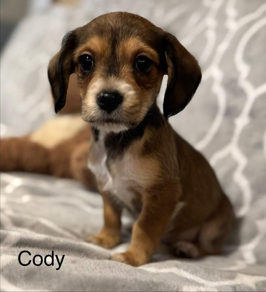 Cody, a Adoptable mixed breed in Junction, TX image 1/4