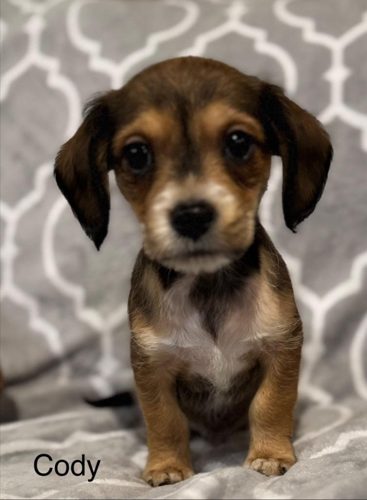 Cody, a Adoptable mixed breed in Junction, TX image 2/4