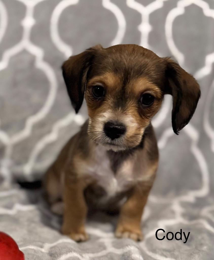 Cody, a Adoptable mixed breed in Junction, TX image 3/4