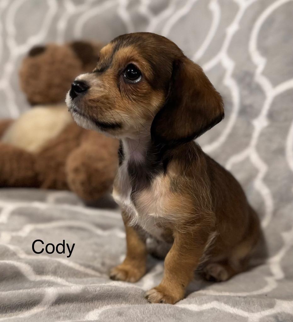 Cody, a Adoptable mixed breed in Junction, TX image 4/4