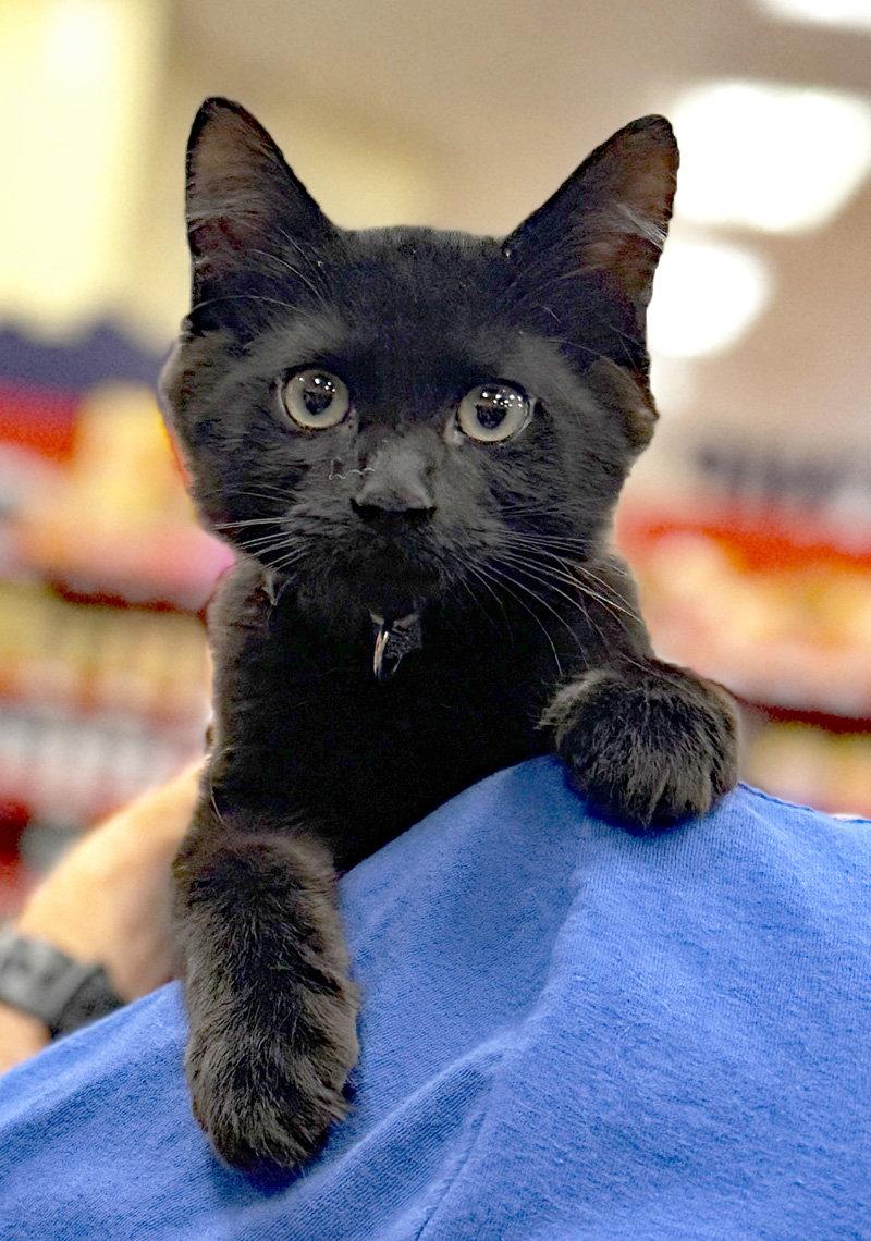 Enlarge Boo, a Adoptable Domestic Short Hair in Ventura, CA image 1/3