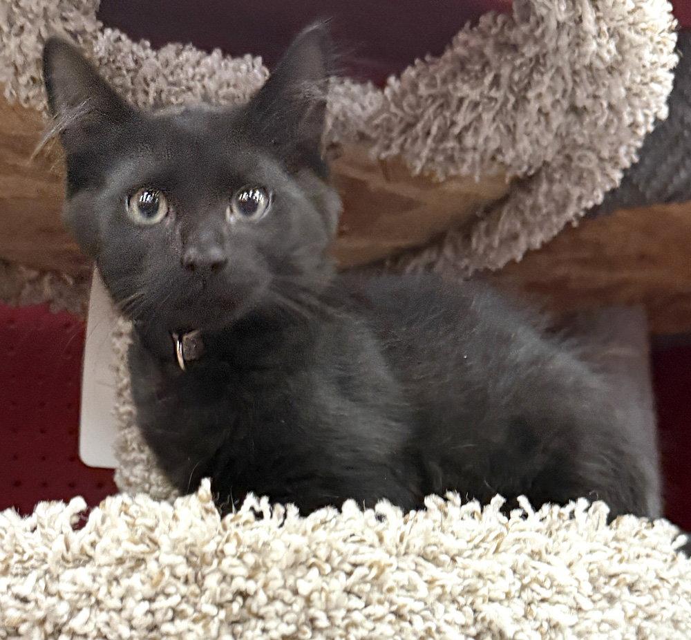Enlarge Boo, a Adoptable Domestic Short Hair in Ventura, CA image 2/3
