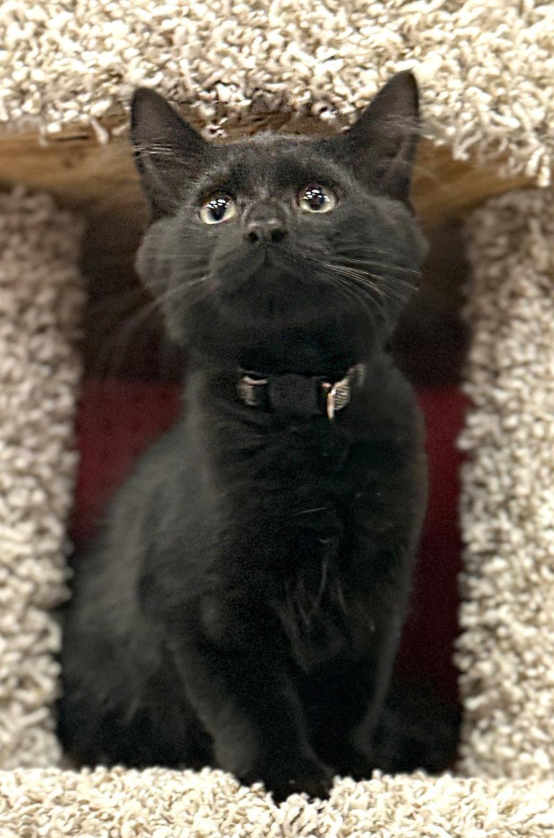 Enlarge Boo, a Adoptable Domestic Short Hair in Ventura, CA image 3/3