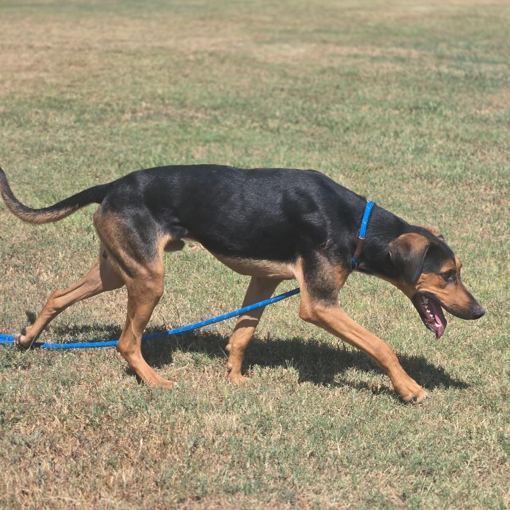 Tanjiro, Adoptable, Adult Male Mixed Breed.
