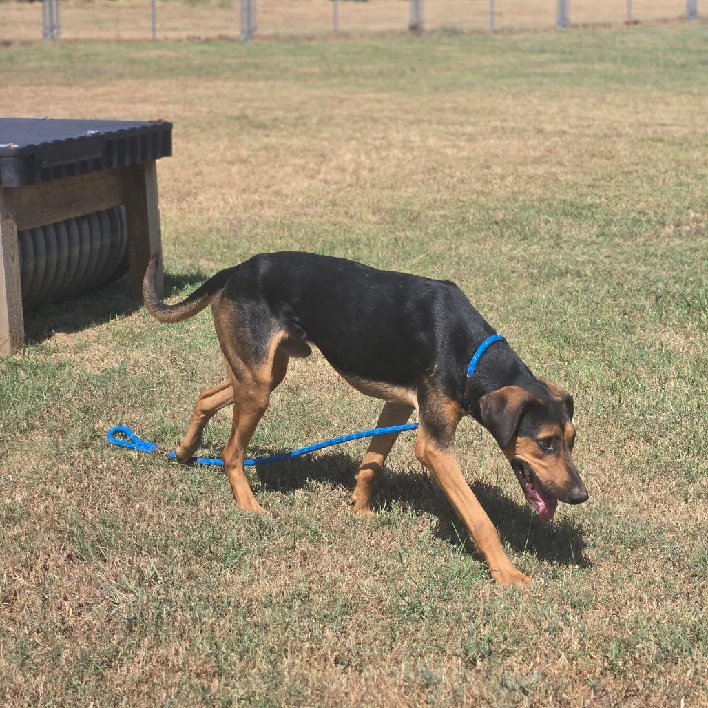 Tanjiro, a Adoptable Mixed Breed in Pauls Valley, OK image 2/4