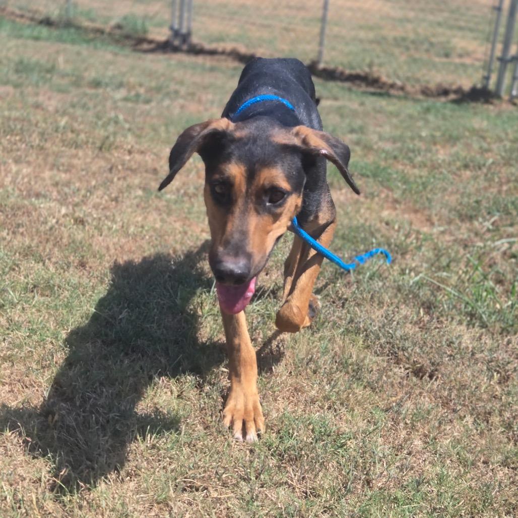 Tanjiro, a Adoptable Mixed Breed in Pauls Valley, OK image 3/4