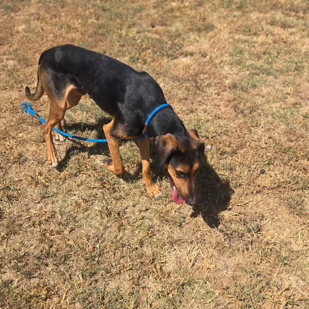 Tanjiro, a Adoptable Mixed Breed in Pauls Valley, OK image 4/4