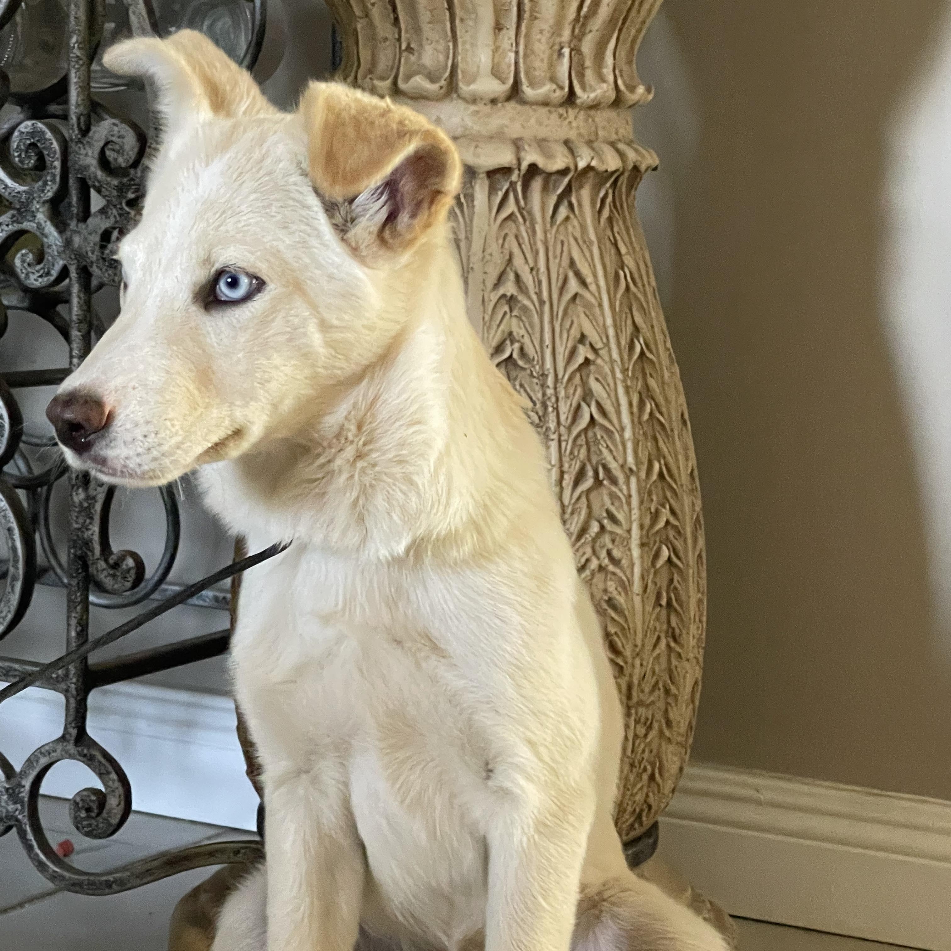 Enlarge KIRA 6 months 23 pounds, a Adoptable mixed breed in san diego, CA image 6/6