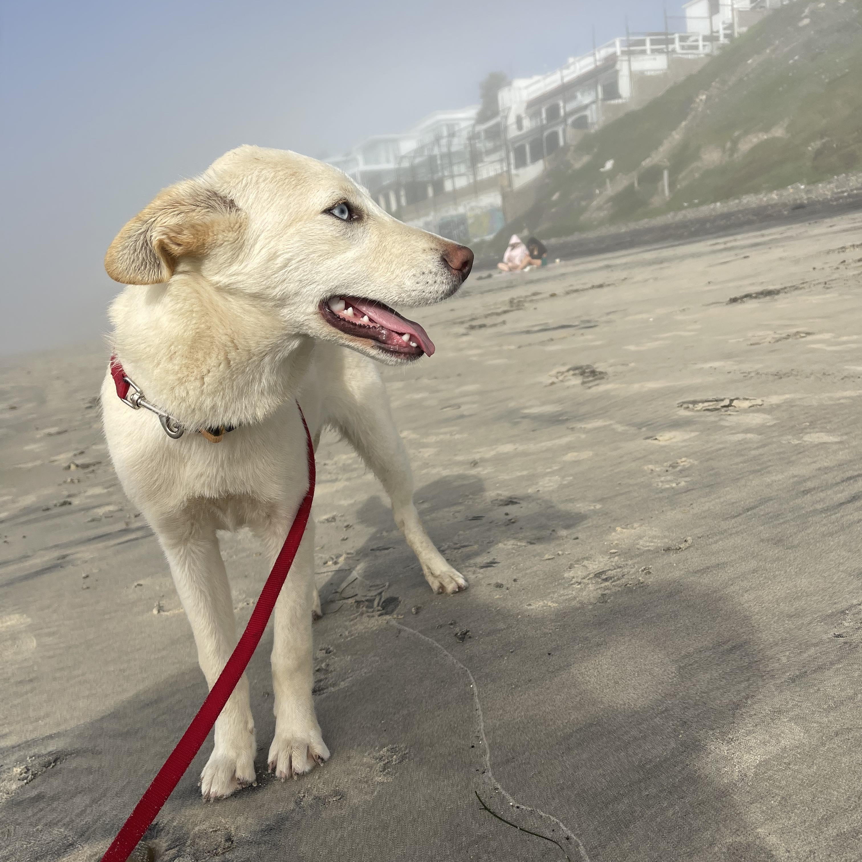 Enlarge KIRA 6 months 30 pounds, a Adoptable mixed breed in Aliso Viejo, CA image 3/6