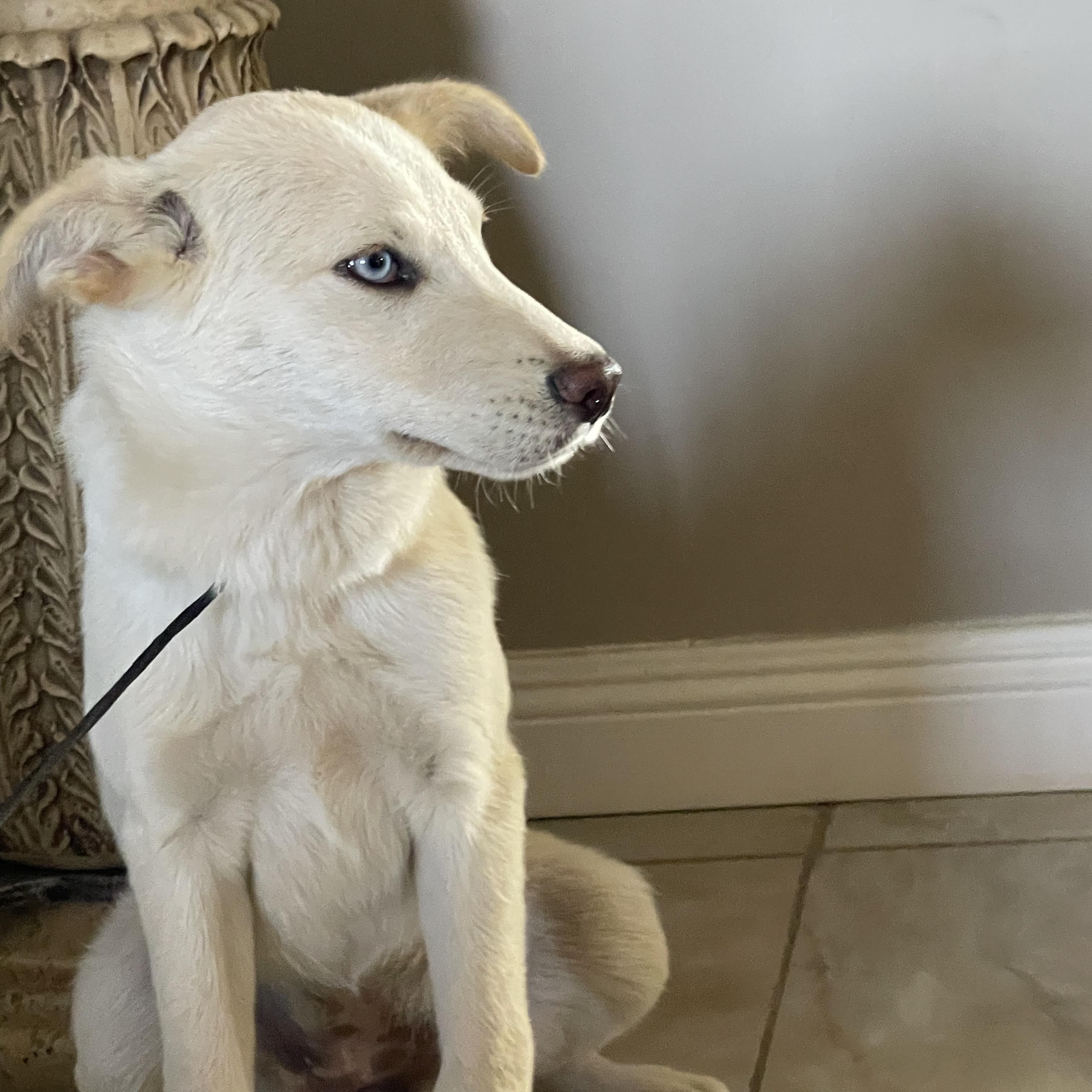 Enlarge KIRA 6 months 23 pounds, a Adoptable mixed breed in san diego, CA image 1/6