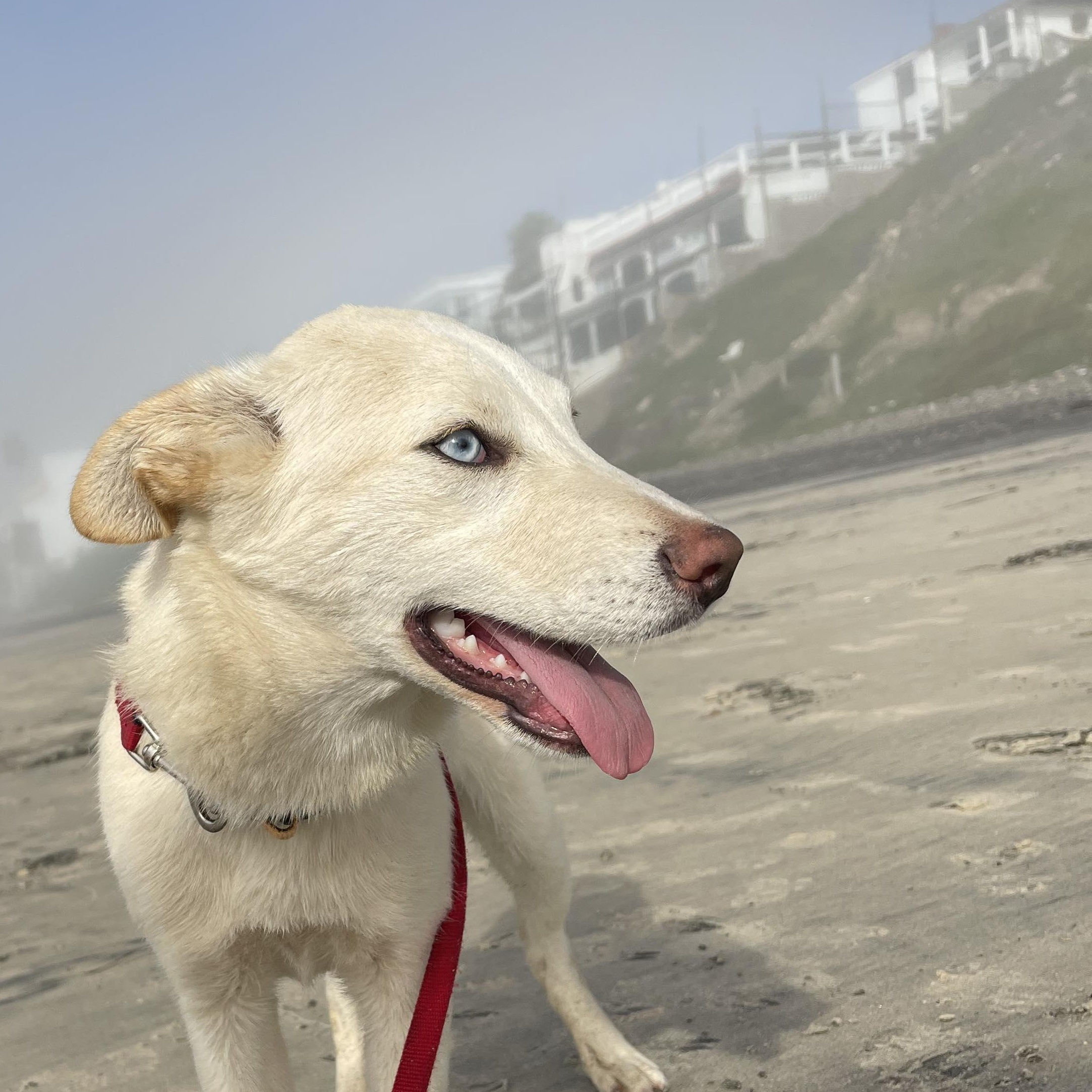 KIRA 6 months 30 pounds, Adoptable, Puppy Female Yellow Labrador Retriever & Husky.