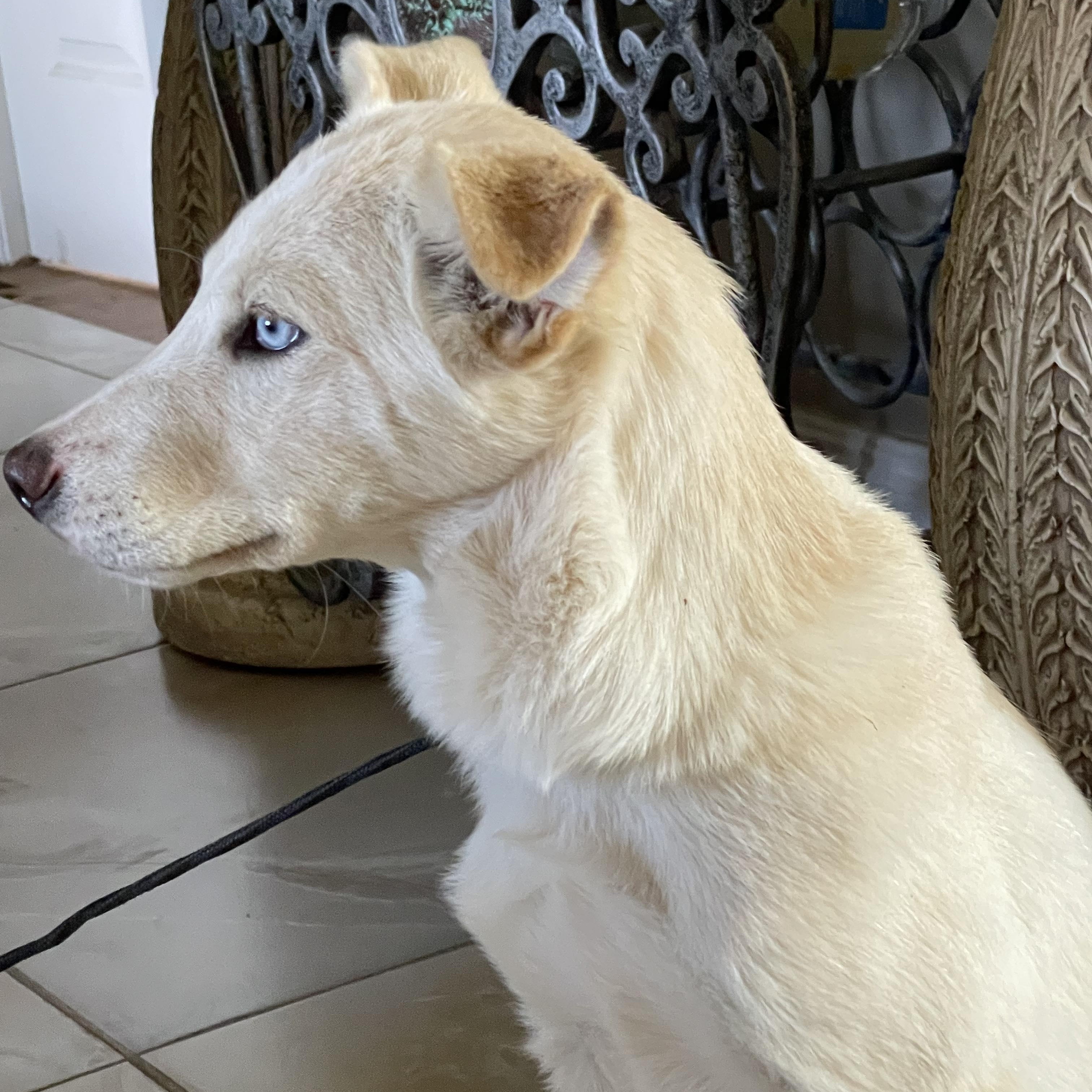 Enlarge KIRA 6 months 23 pounds, a Adoptable mixed breed in san diego, CA image 2/6