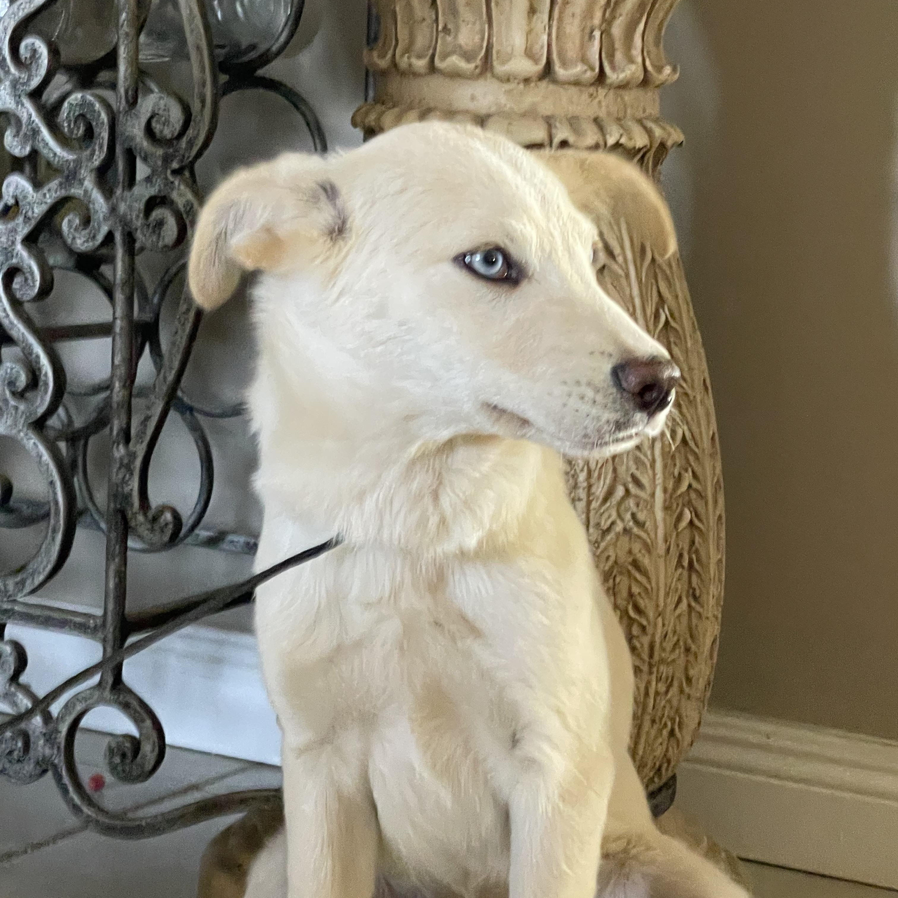 Enlarge KIRA 6 months 23 pounds, a Adoptable mixed breed in san diego, CA image 5/6