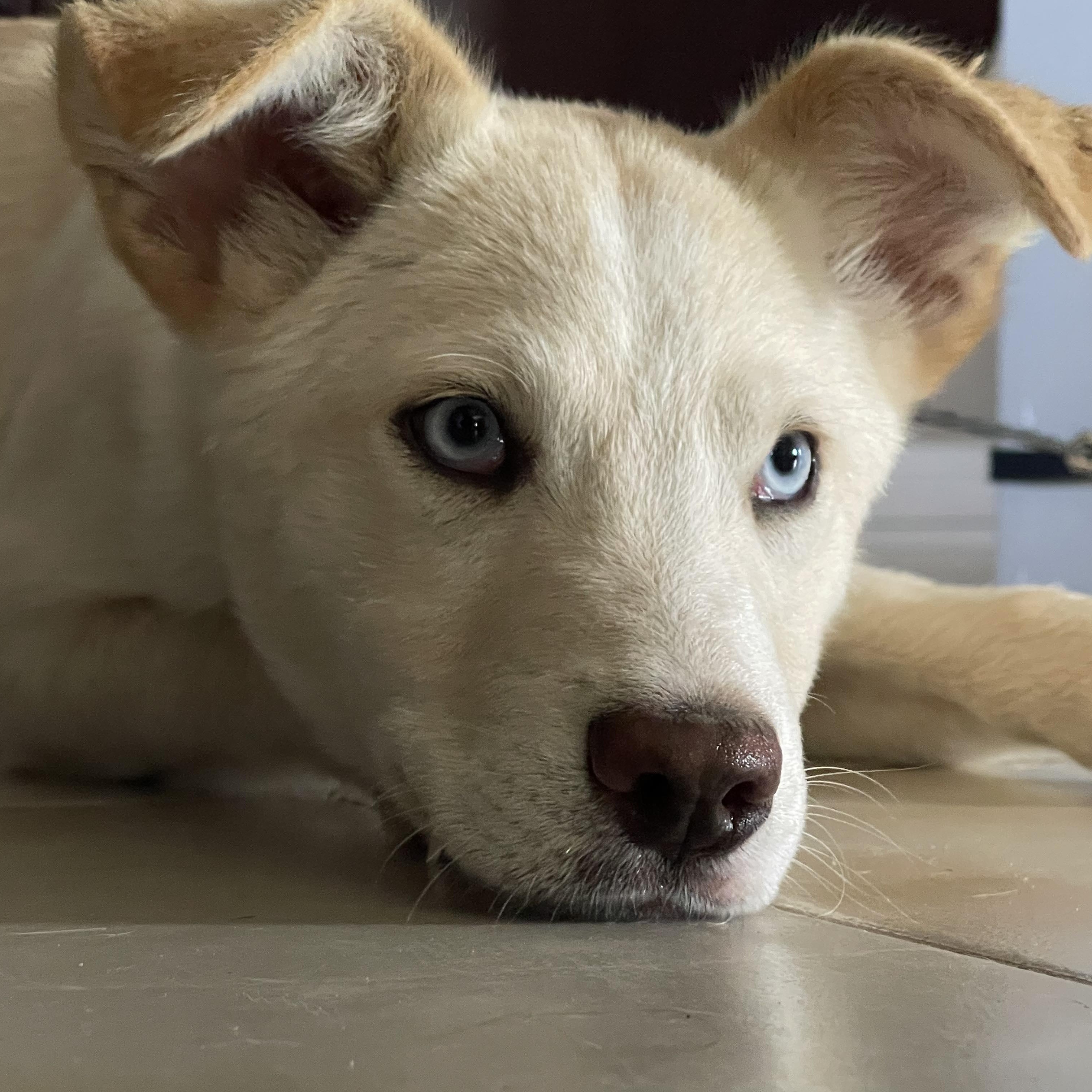Enlarge KIRA 6 months 23 pounds, a Adoptable mixed breed in san diego, CA image 4/6