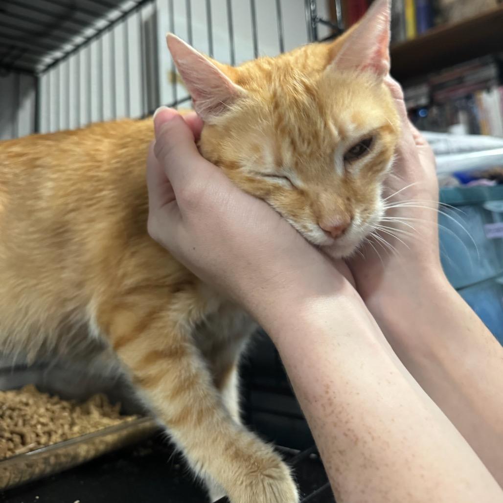 Enlarge Fresa, a Adoptable American Shorthair in Katy, TX image 1/3