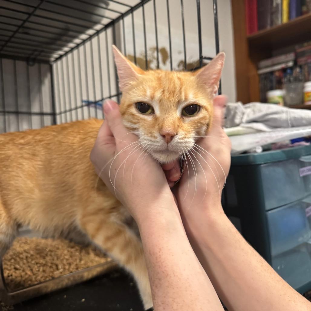 Enlarge Fresa, a Adoptable American Shorthair in Katy, TX image 2/3