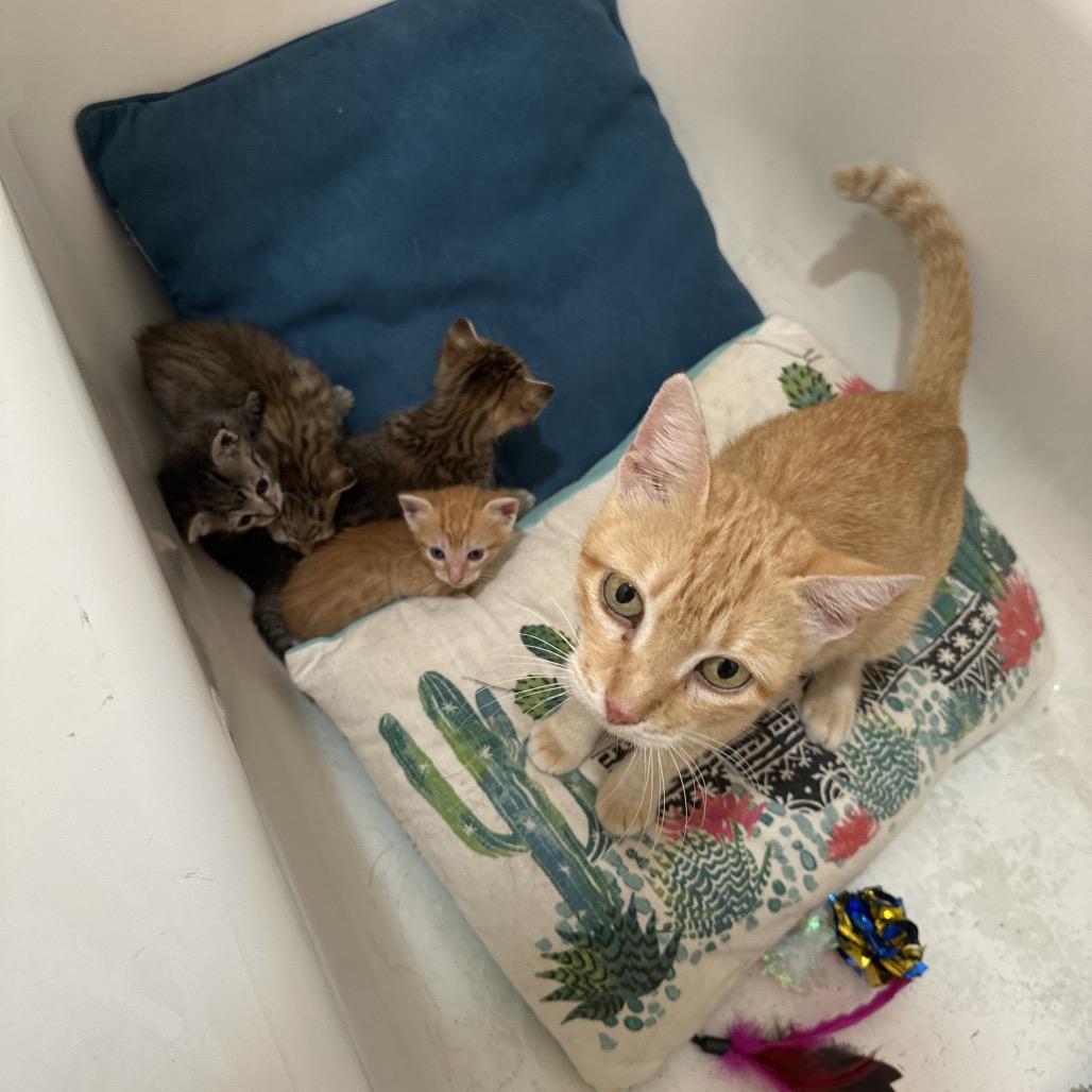 Enlarge Fresa, a Adoptable American Shorthair in Katy, TX image 3/3