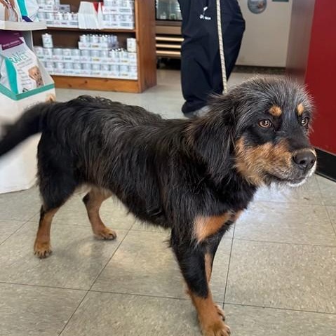 Jade, adopted, Young Female Terrier & Shepherd.