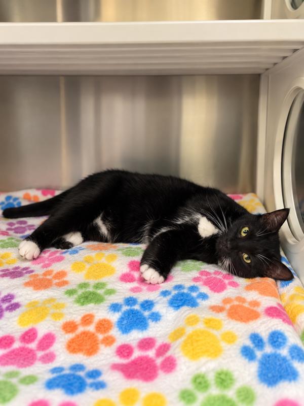 Jolie, Adoptable, Young Female Domestic Short Hair.