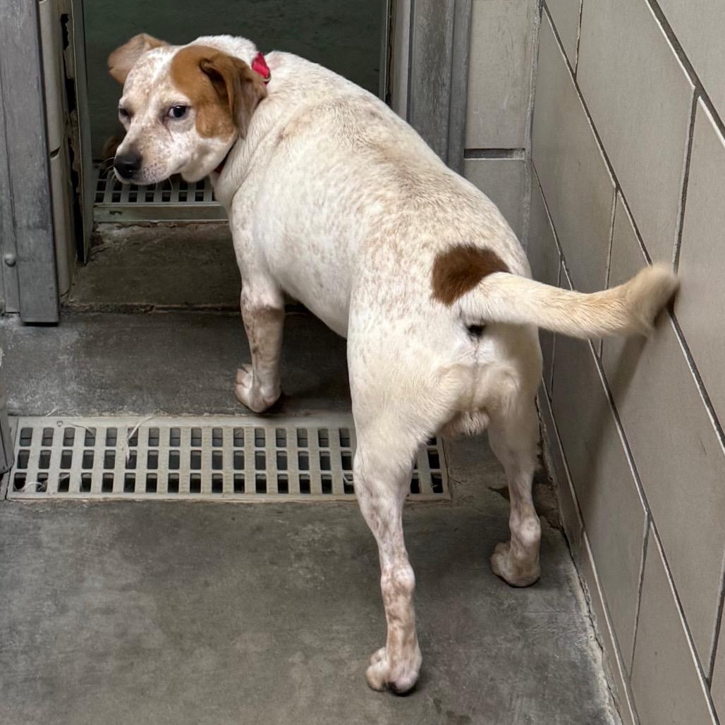 Enlarge Spike, a Adoptable mixed breed in Waynesburg, PA image 2/5