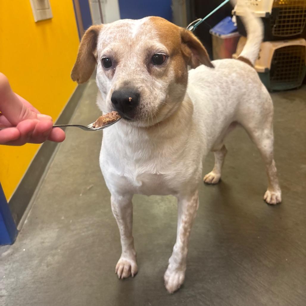 Enlarge Spike, a Adoptable mixed breed in Waynesburg, PA image 3/5