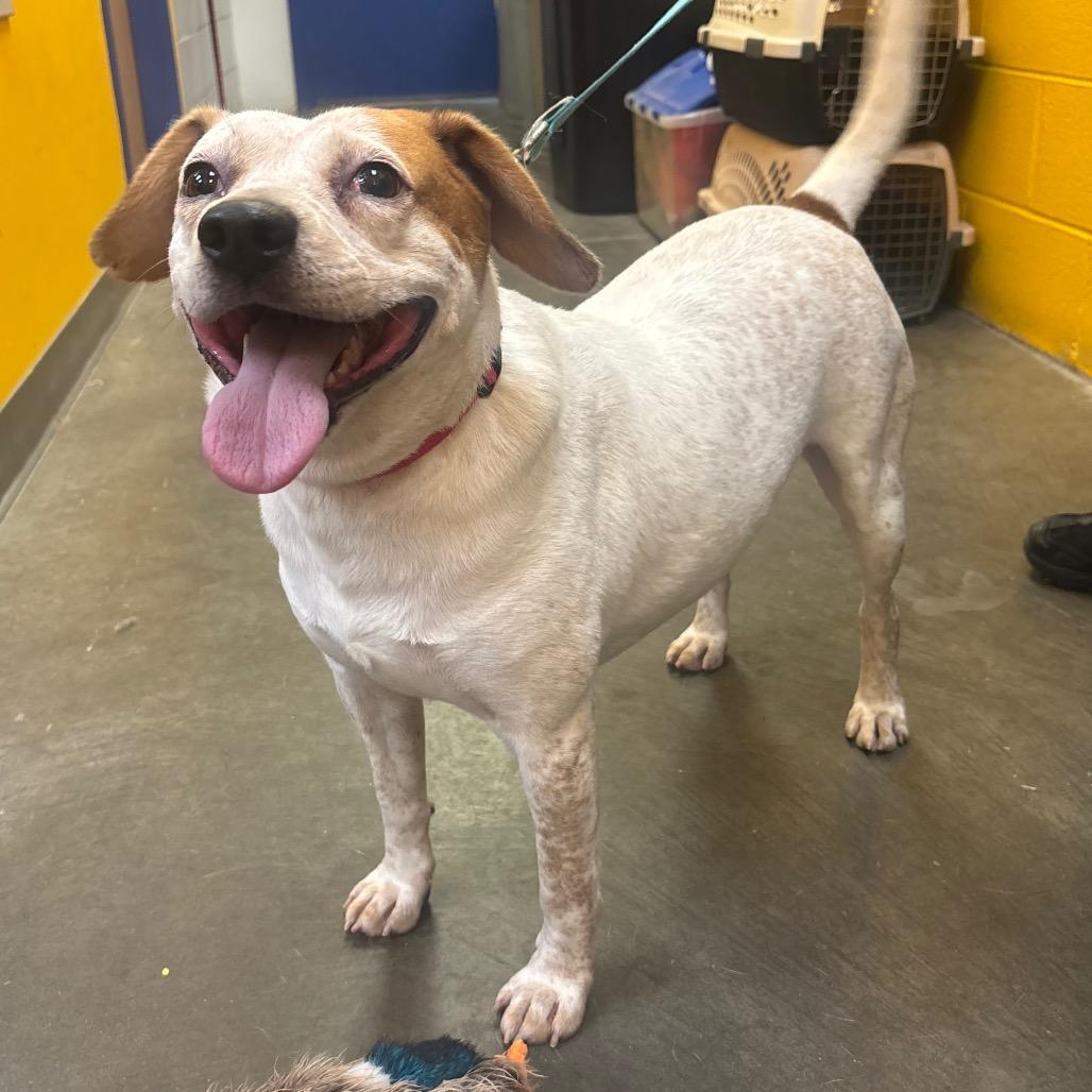 Spike, Adoptable, Adult Male Beagle & Mixed Breed.