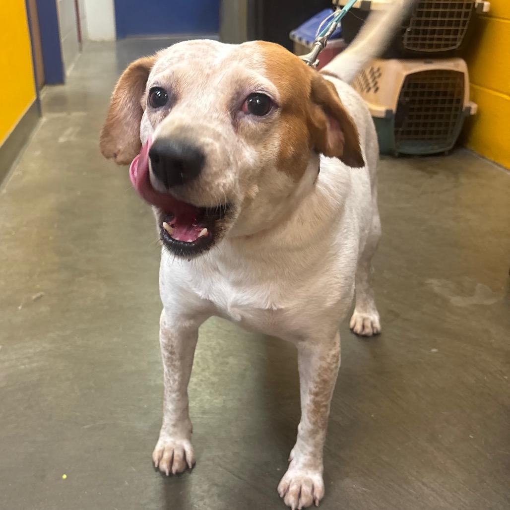 Enlarge Spike, a Adoptable mixed breed in Waynesburg, PA image 4/5