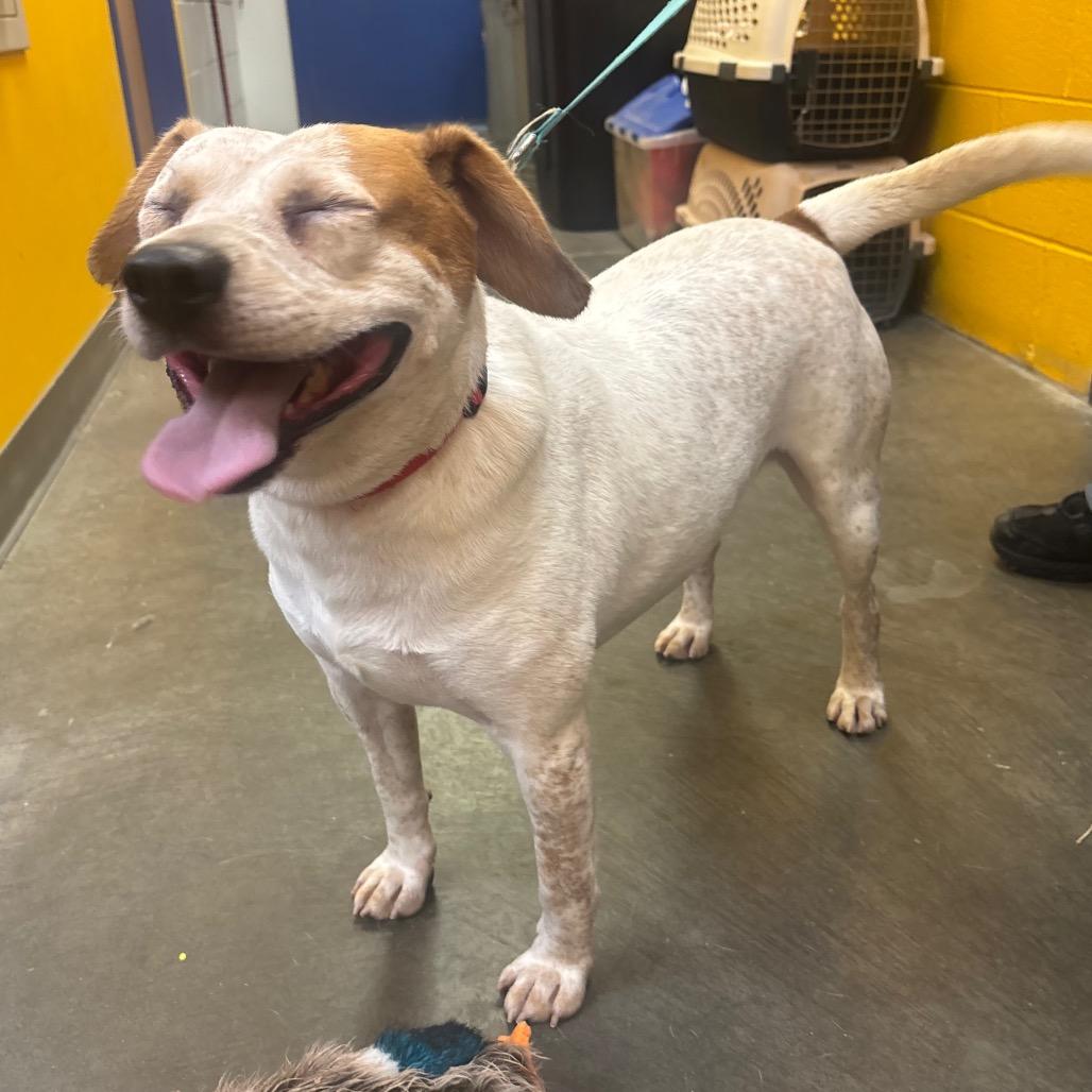 Enlarge Spike, a Adoptable mixed breed in Waynesburg, PA image 5/5