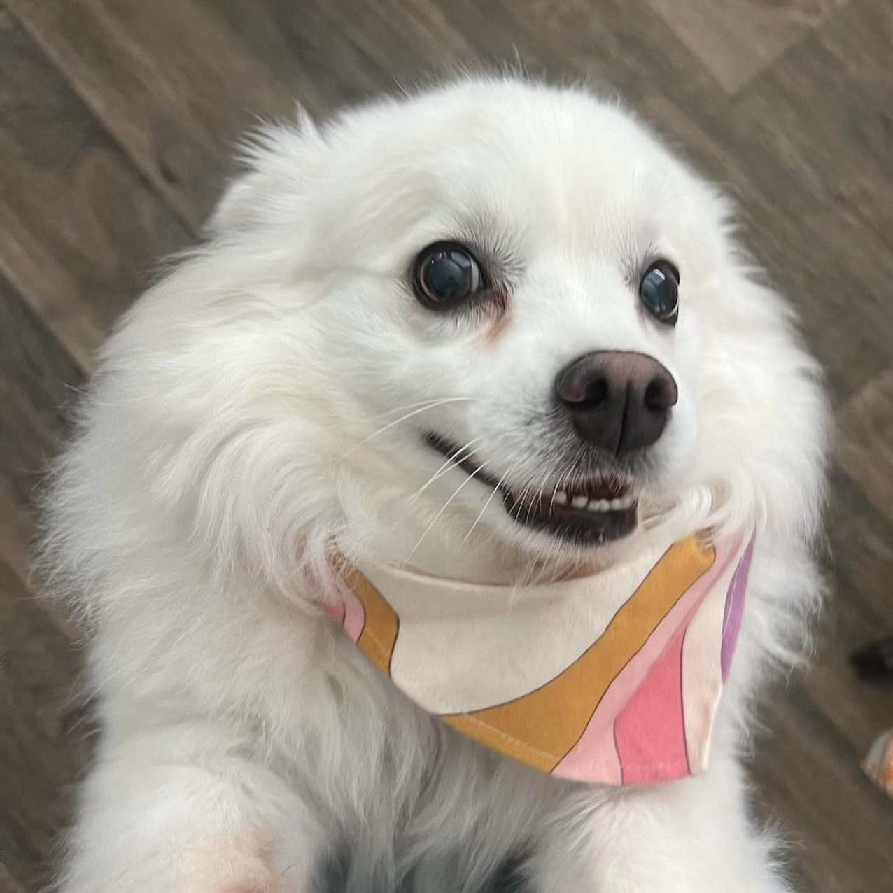 Enlarge Marshall, a Adoptable American Eskimo Dog in Houston, TX image 6/6