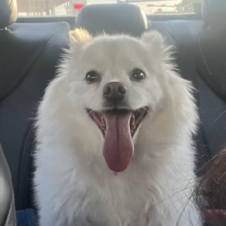 Marshall, Adoptable, Adult Male American Eskimo Dog.