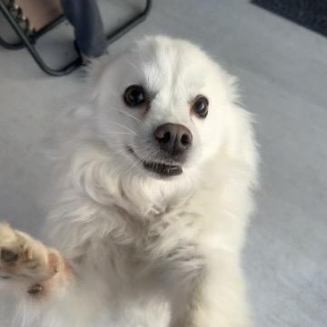 Enlarge Marshmallow, a Adoptable American Eskimo Dog in Houston, TX image 4/5