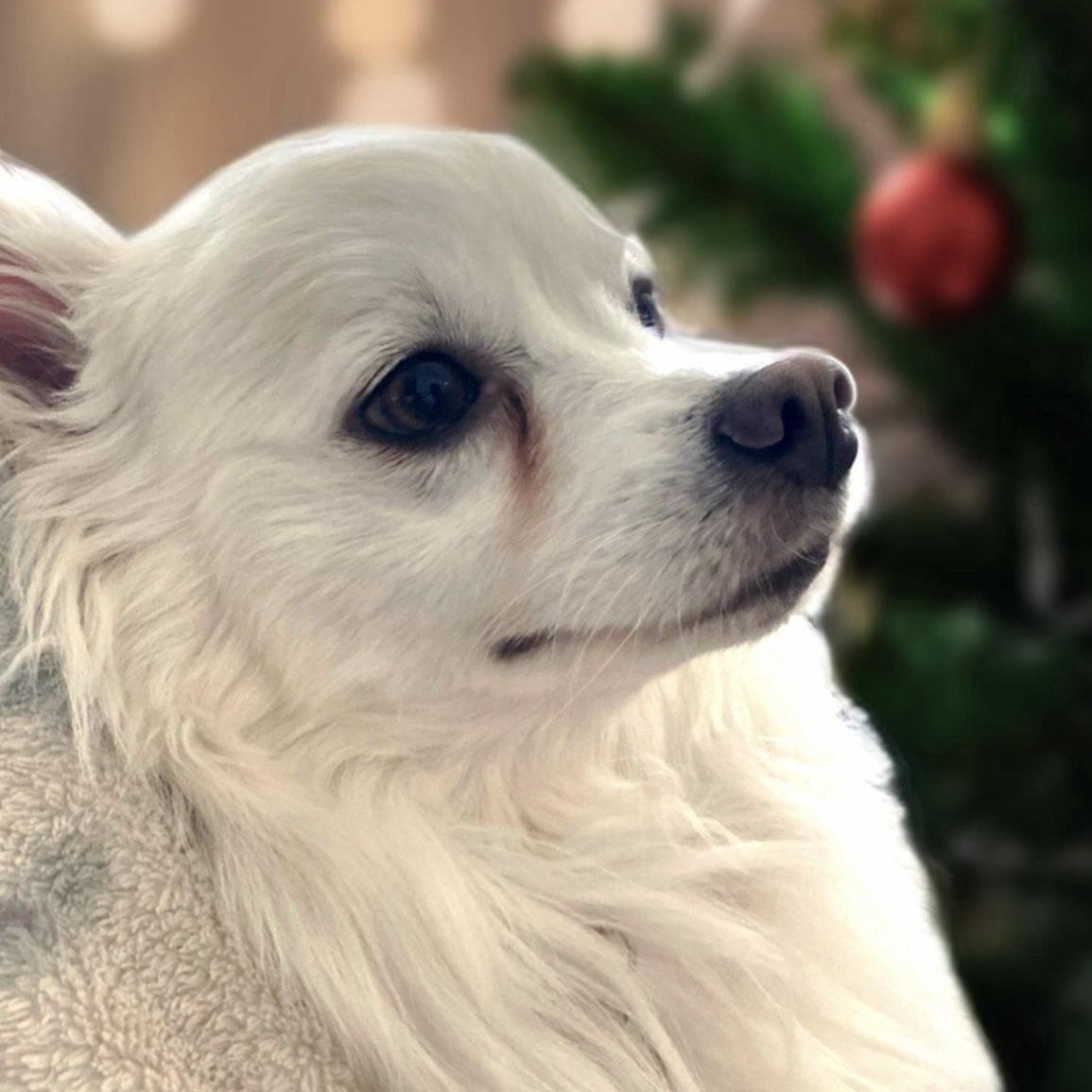 Marshmallow, a Adoptable American Eskimo Dog in Houston, TX image 2/3