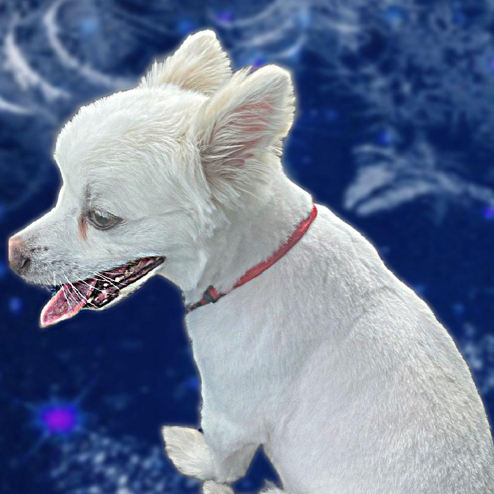 Marshmallow, a Adoptable American Eskimo Dog in Houston, TX image 3/3