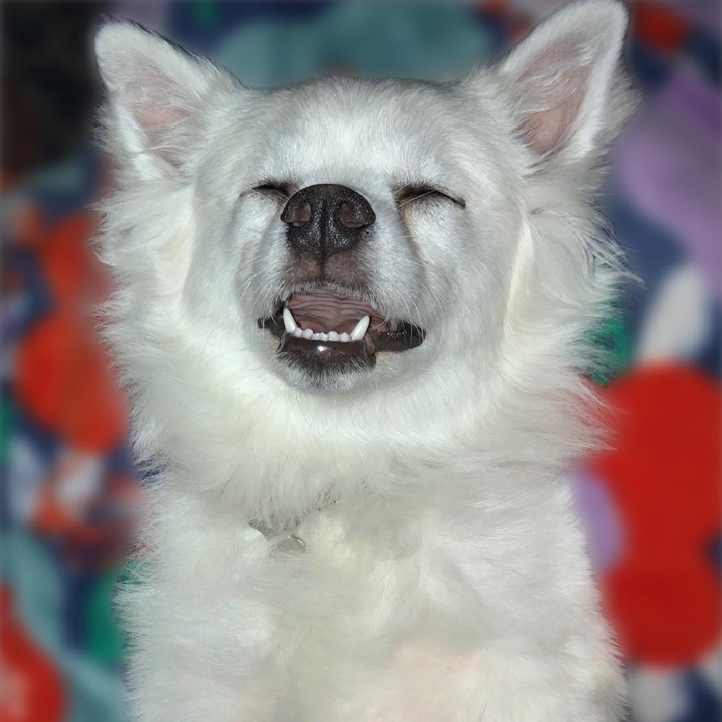 Marshmallow, a Adoptable American Eskimo Dog in Houston, TX image 1/3