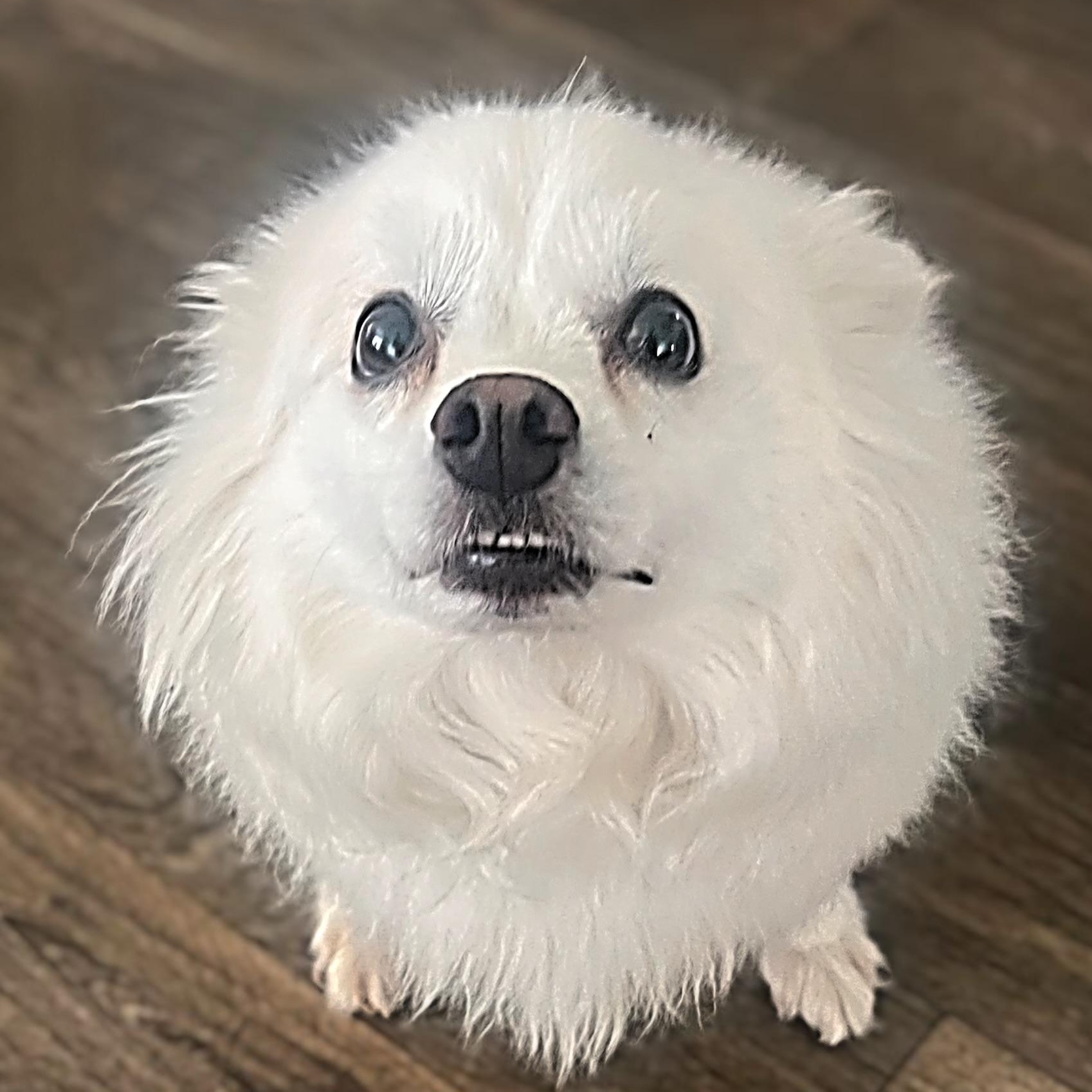 Enlarge Marshall, a Adoptable American Eskimo Dog in Houston, TX image 4/6