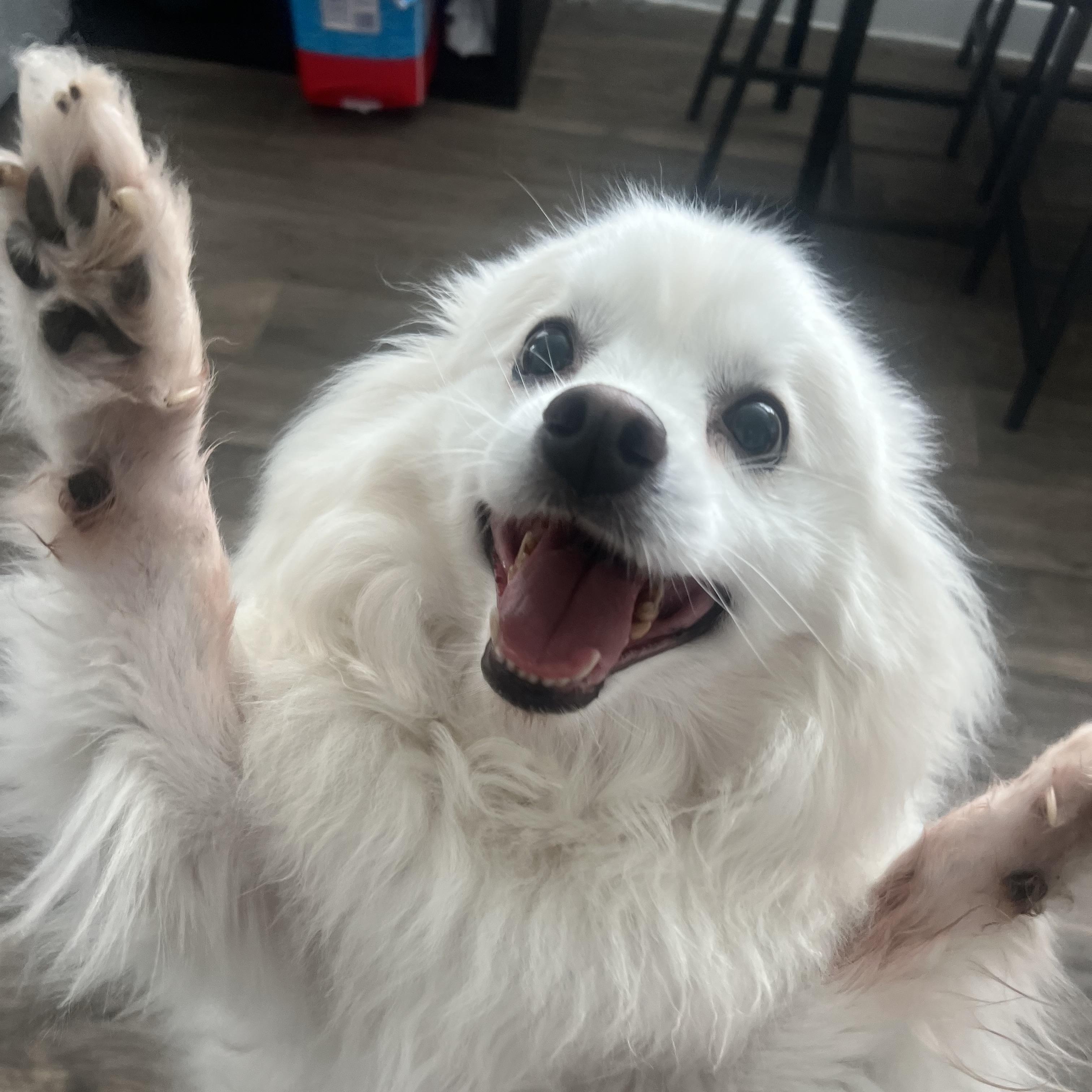 Marshall, Adoptable, Adult Male American Eskimo Dog.