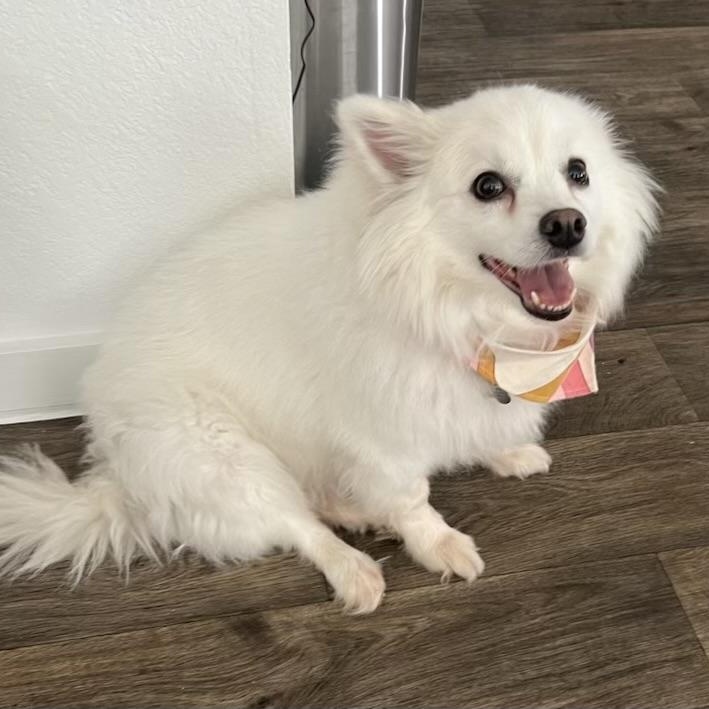 Enlarge Marshall, a Adoptable American Eskimo Dog in Houston, TX image 5/6