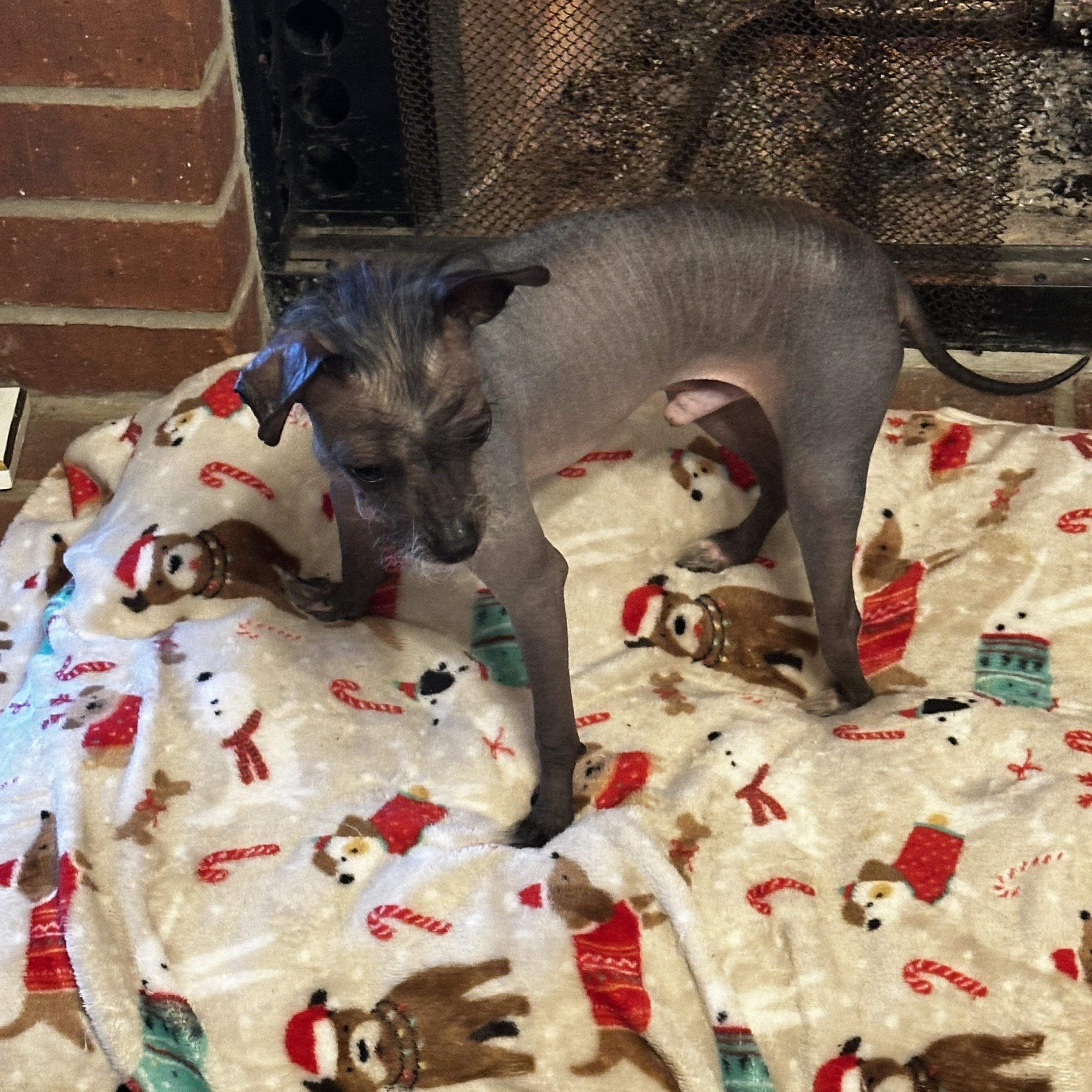 Enlarge Leonard, an adopted Chinese Crested Dog in Cypress, TX image 5/6