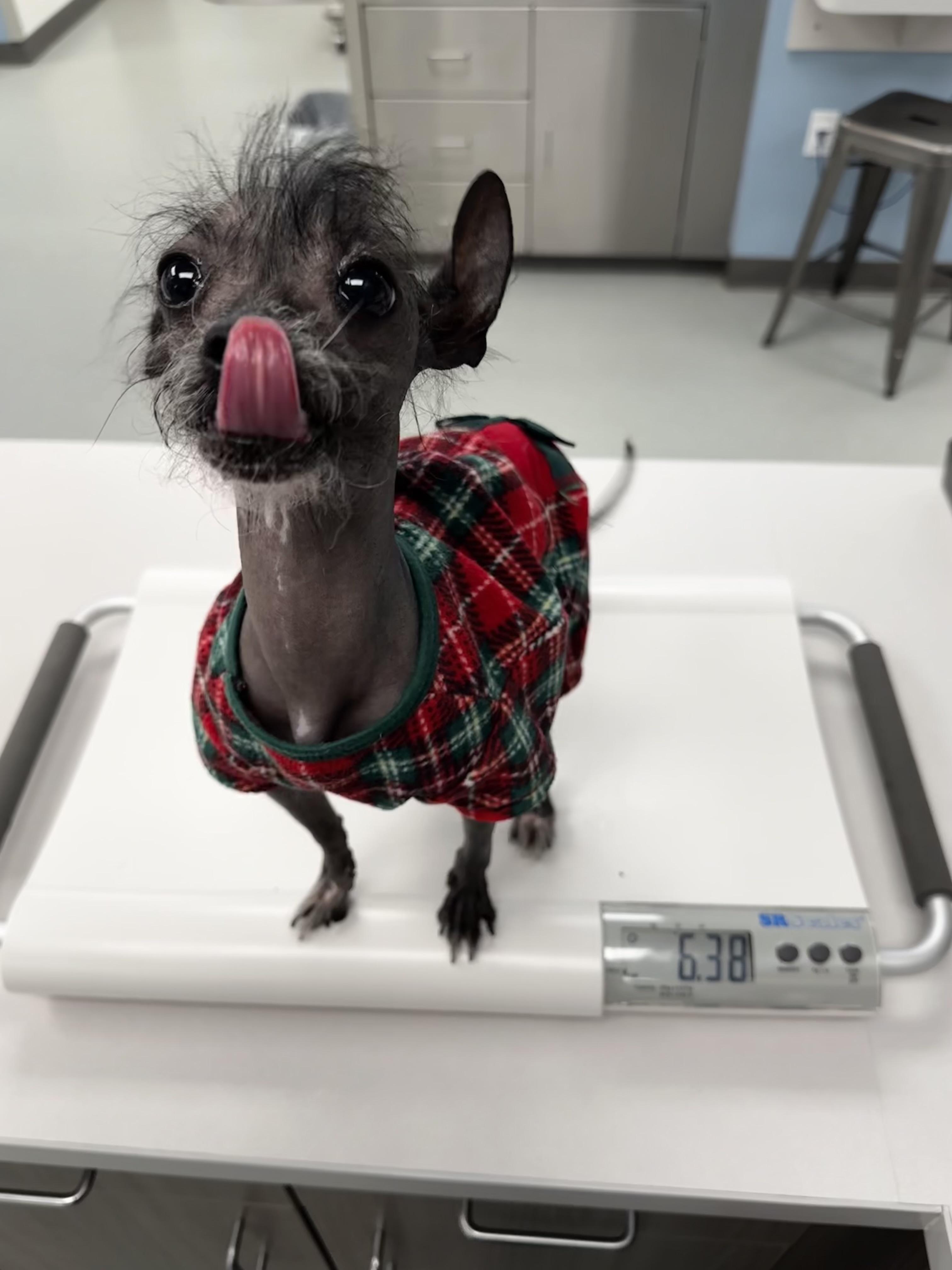 Leonard, adopted, Young Male Chinese Crested Dog.