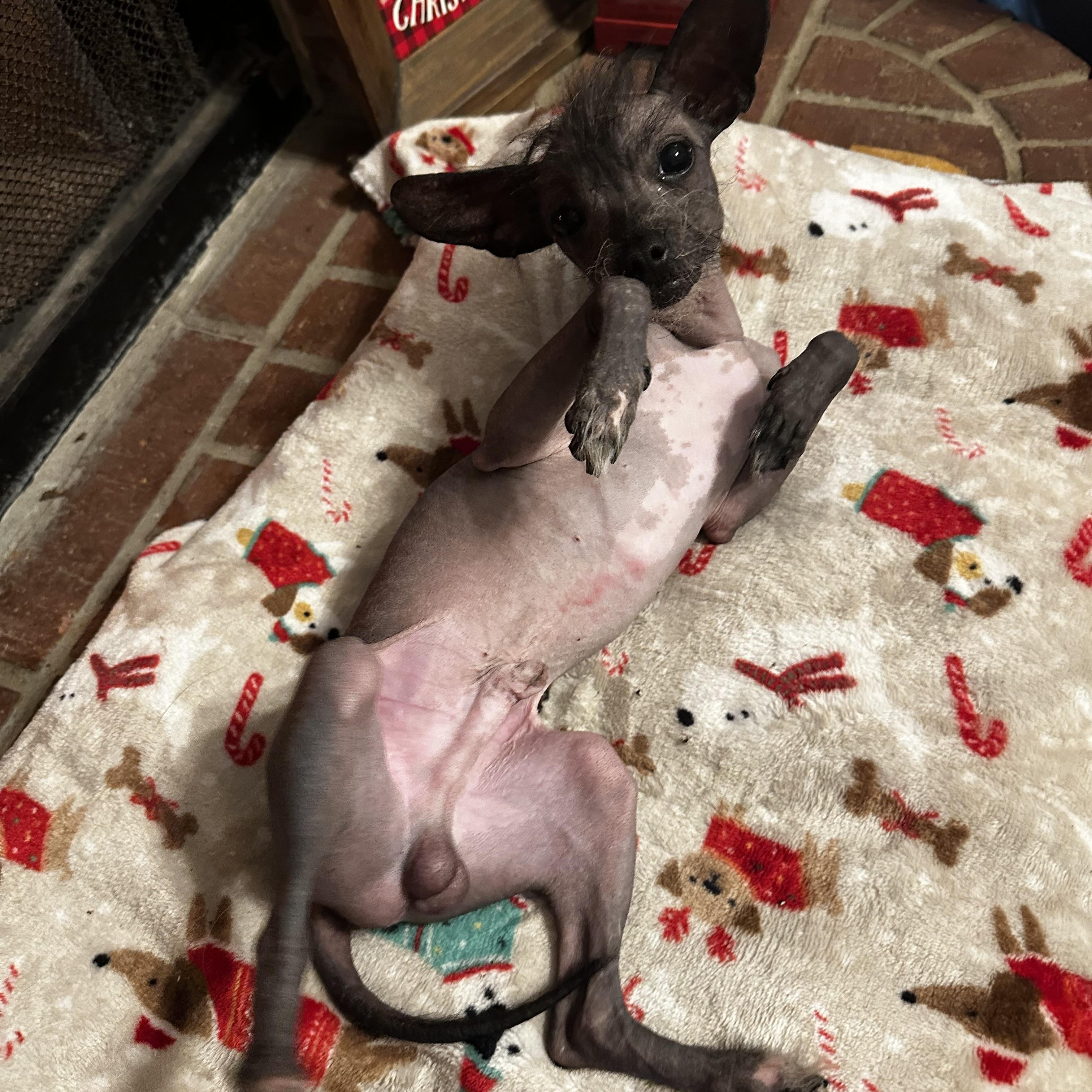 Enlarge Leonard, an adopted Chinese Crested Dog in Cypress, TX image 3/6