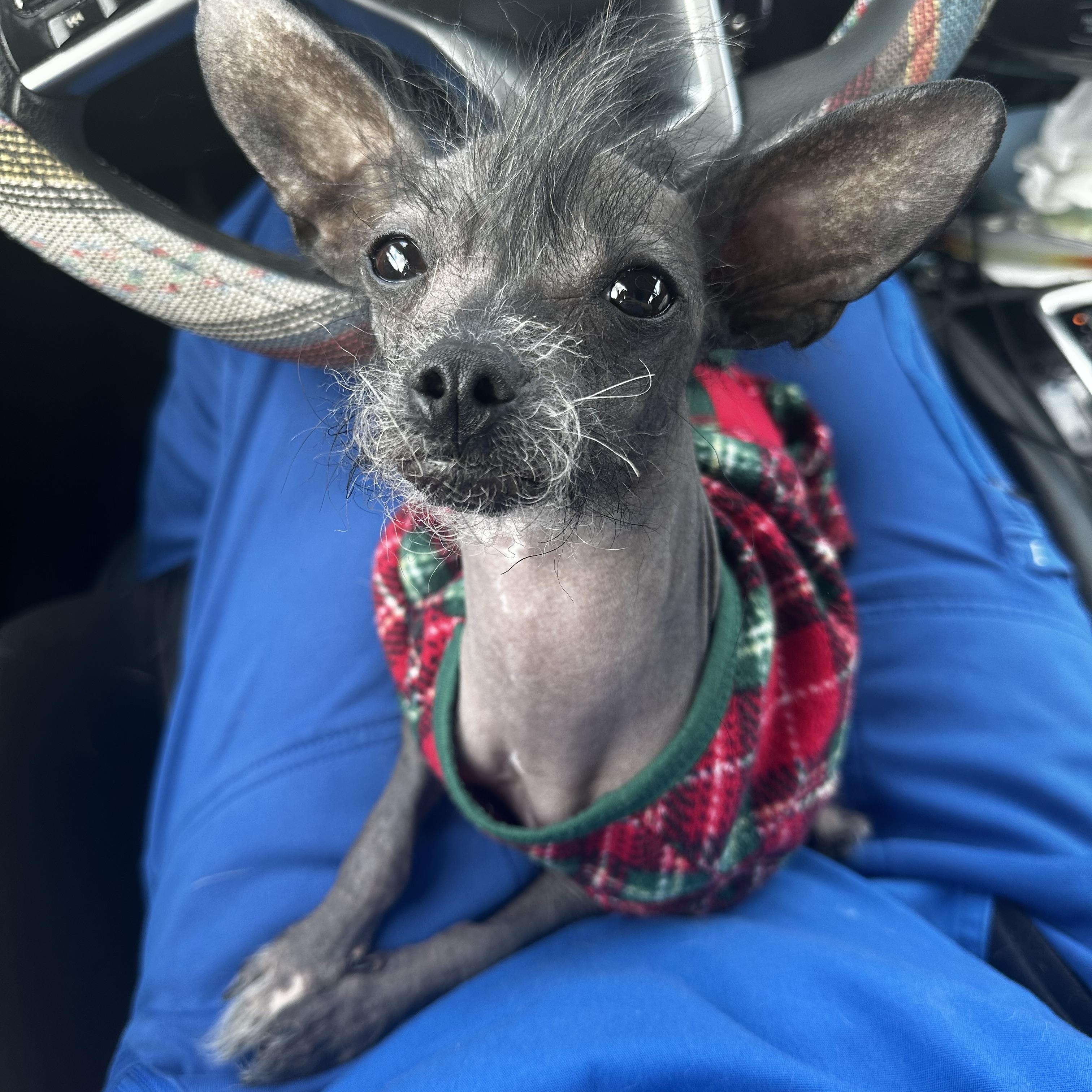 Enlarge Leonard, an adopted Chinese Crested Dog in Cypress, TX image 4/6