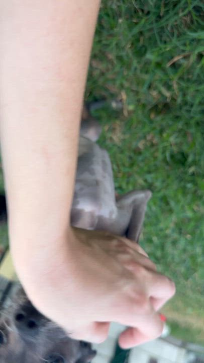 Enlarge Leonard, an adopted Chinese Crested Dog in Cypress, TX video 6/6
