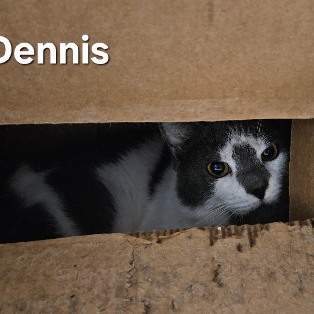 Dennis, Adoptable, Adult Male Domestic Short Hair.