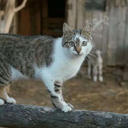 Barn Cats - Got Mice?, Adoptable, Young Female Tabby & Domestic Short Hair.
