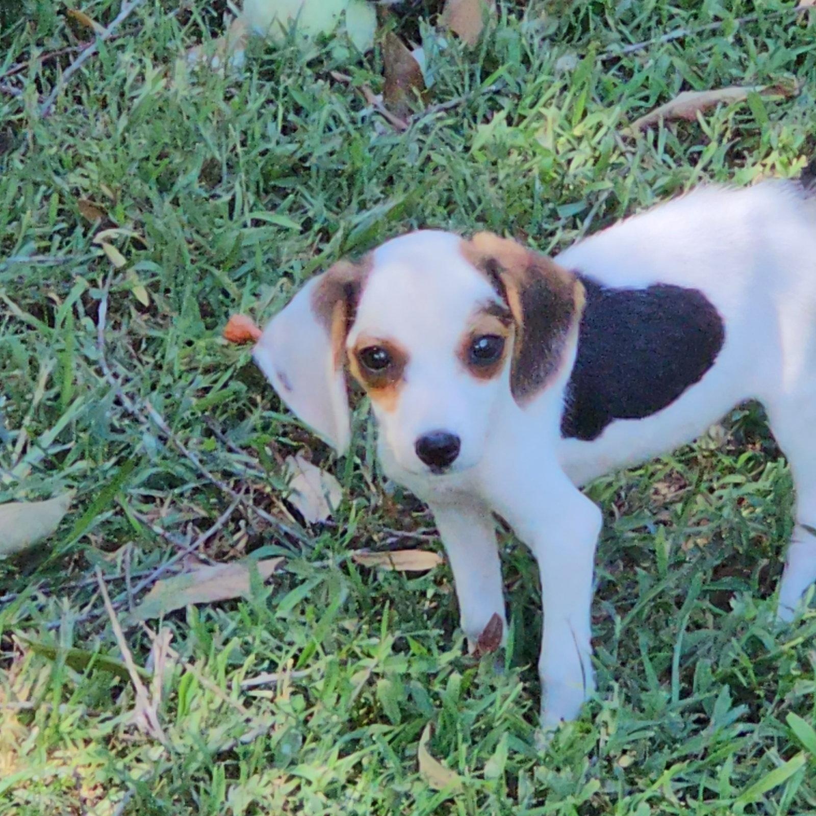 Cookie, Adopted, Puppy Female Beagle.